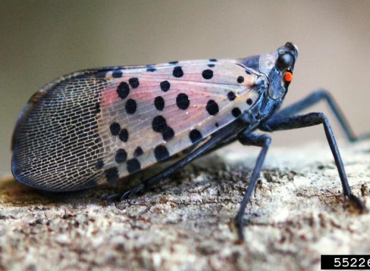 Profile view of resting adult spotted lanternfly