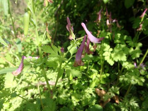 Closeup photo of a corydalis incisa plant in flower