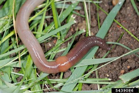 Close up photo of a common earthworm