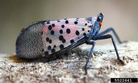 Profile view of an adult spotted lanternfly