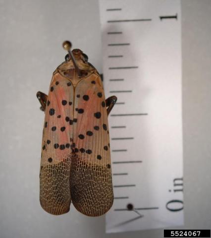 Spotted lanternfly adult next to tape measure
