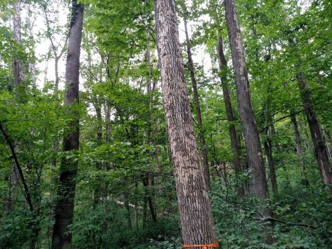 Ash tree showing symptoms of Emerald Ash Borer infestation