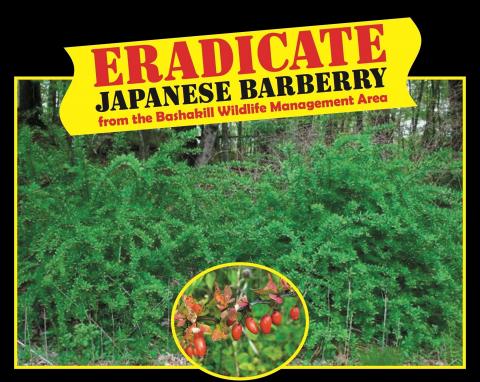 Background of barberry bushes, closeup of fruit and banner saying Eradicate Japanese barberry