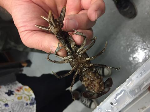 Crayfish with babies