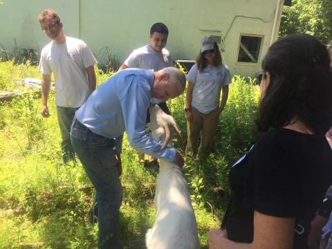 The public gets to meet the invasive plant eating goats