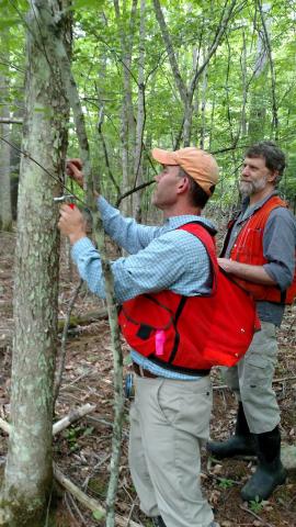 Two volunteers surveying ash trees