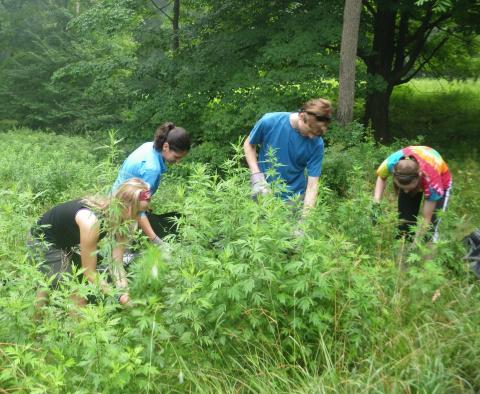 Volunteers removing invasive species