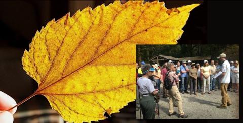 Closeup of a yellow leaf with inset picture of a group of people