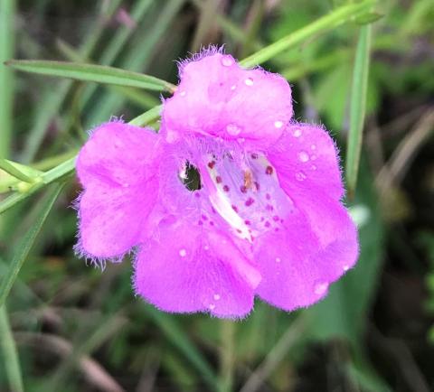 Closeup photo of the flower of a Sandplain Agalinis