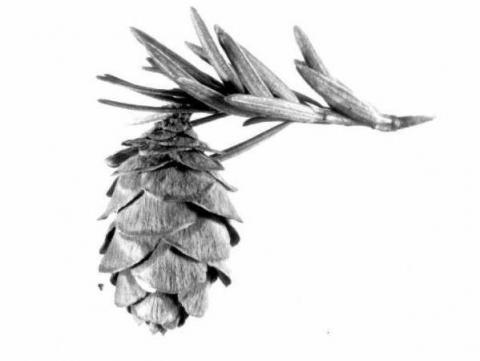 Black and white image of a hemlock tree branch and cone
