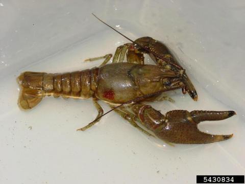 Close up photo of a rusty crayfish