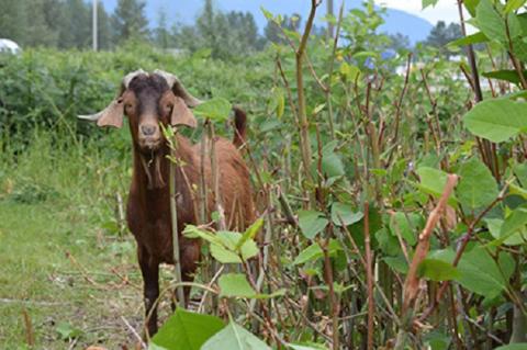 https://www.theprogress.com/news/goats-take-a-bite-out-of-invasive-weeds-in-chilliwack/