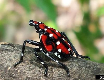Late instar spotted lanternfly