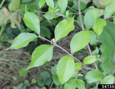 amur honeysuckle leaves