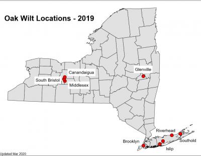 oak wilt locations