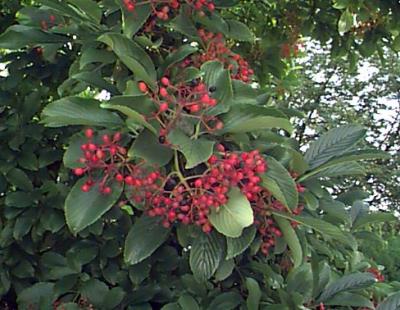 Siebold's viburnum fruit