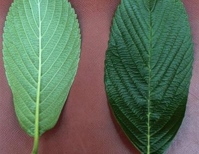 Siebold's viburnum leaf