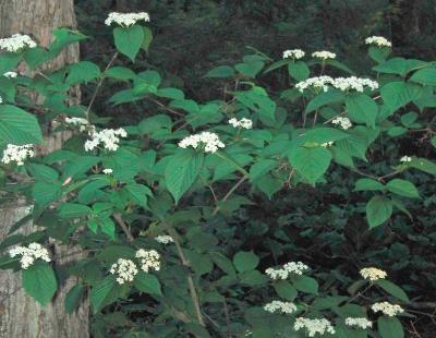 linden arrowwood flower