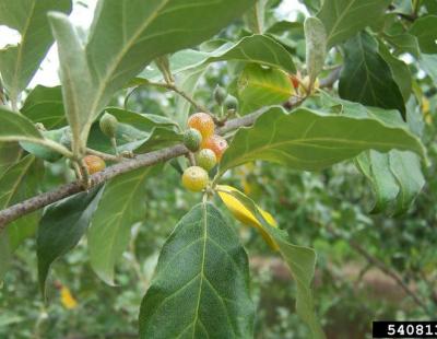 autumn olive fruit