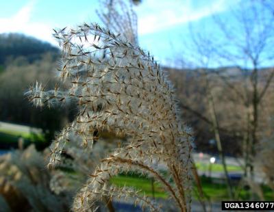 chinese silvergrass seeds close-up