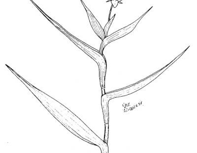 marsh dewflower stem