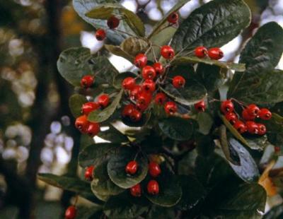 oriental photinea berries