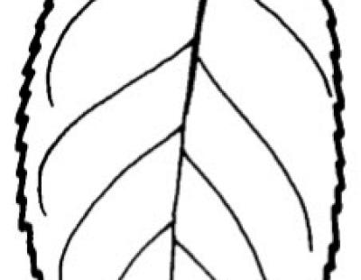 oriental photinea leaf
