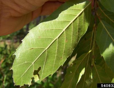 sawtooth oak leaf - underside