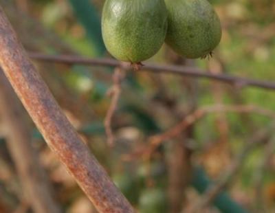 hardy kiwi fruit