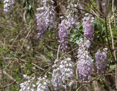 chinese wisteria flowers