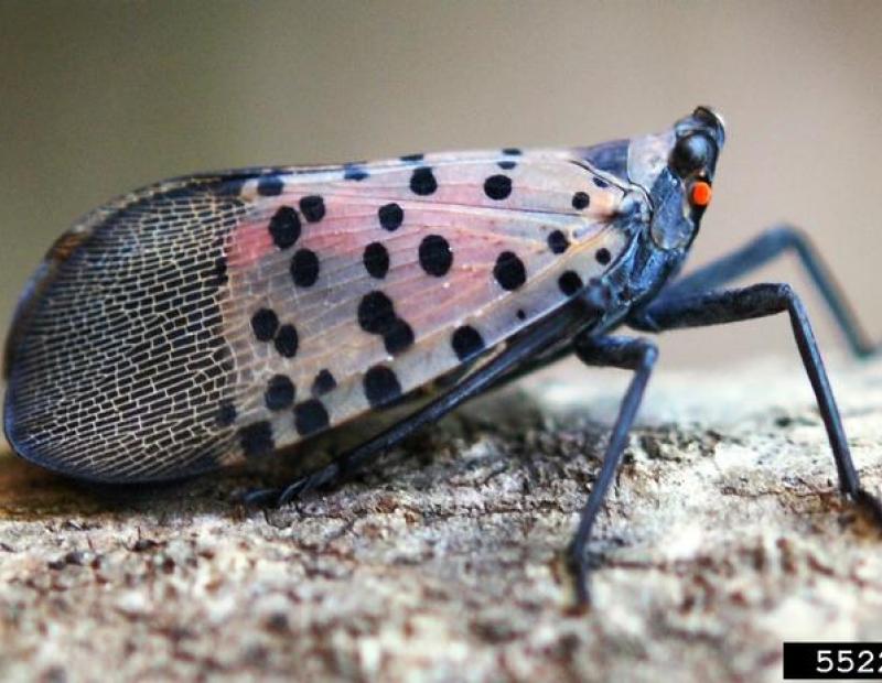 Profile view of resting adult spotted lanternfly