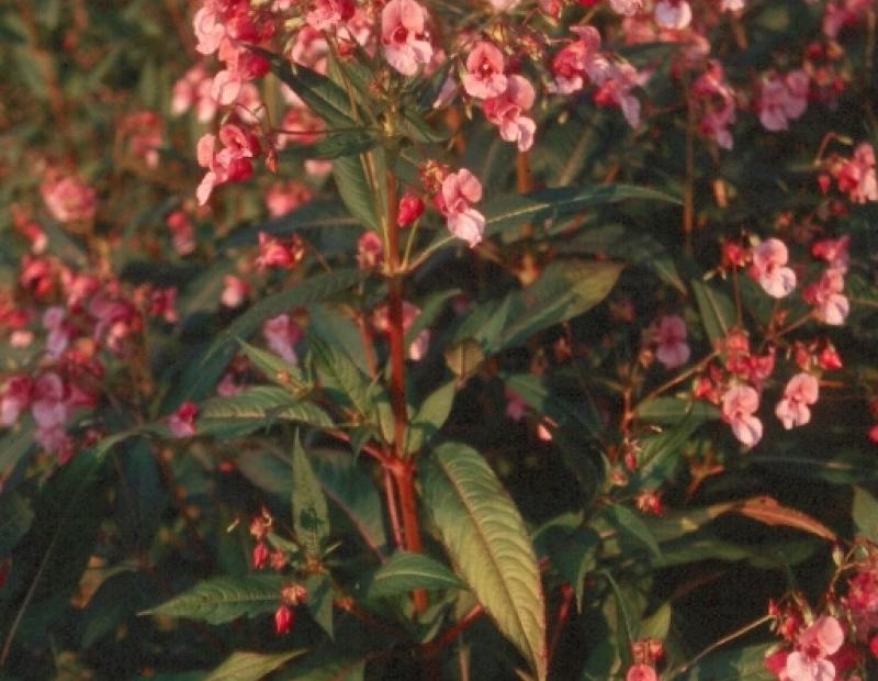 himalayan balsam flowers
