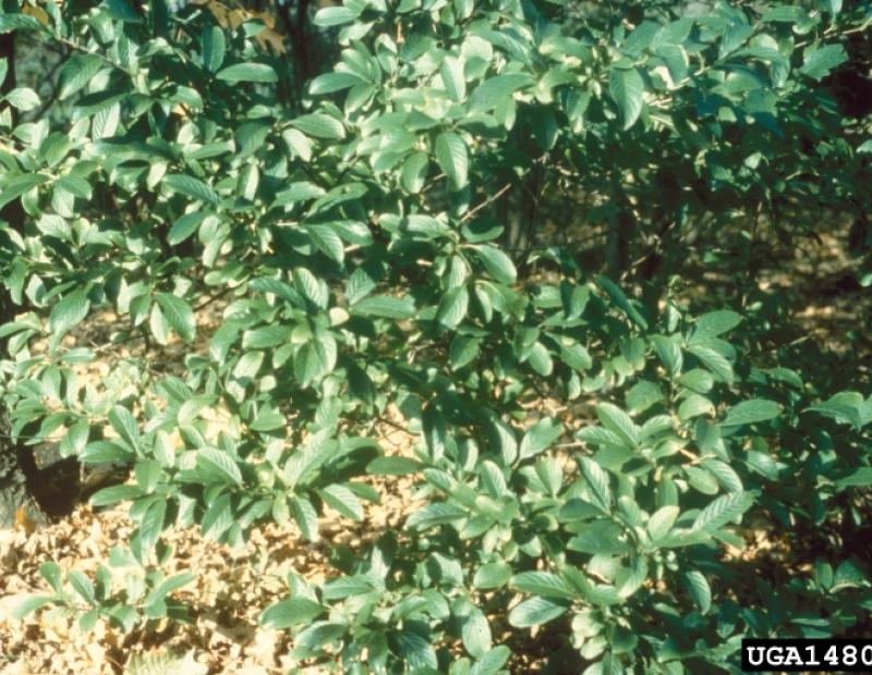 Siebold's viburnum foliage