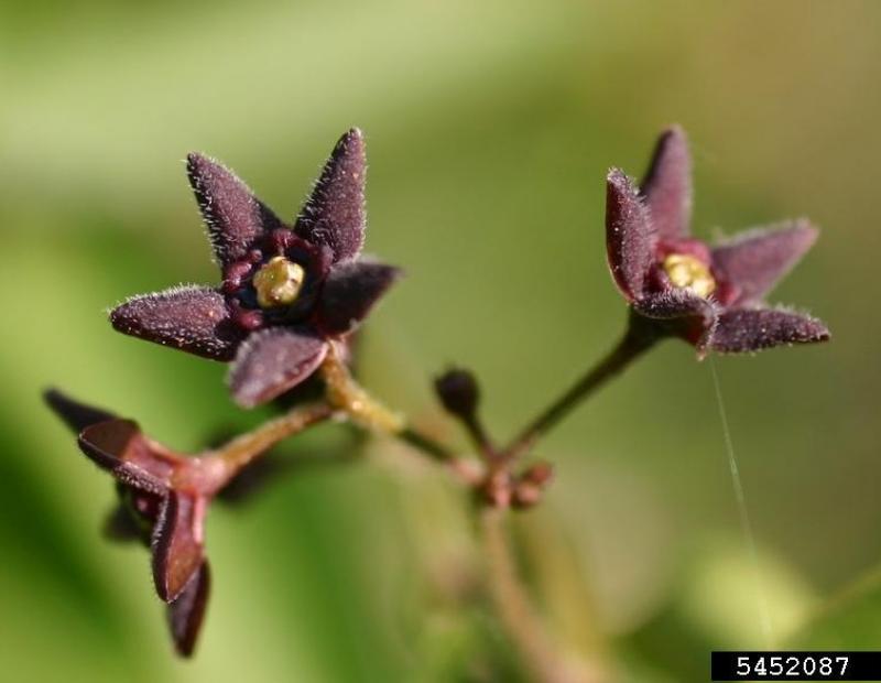 black swallowwort flower