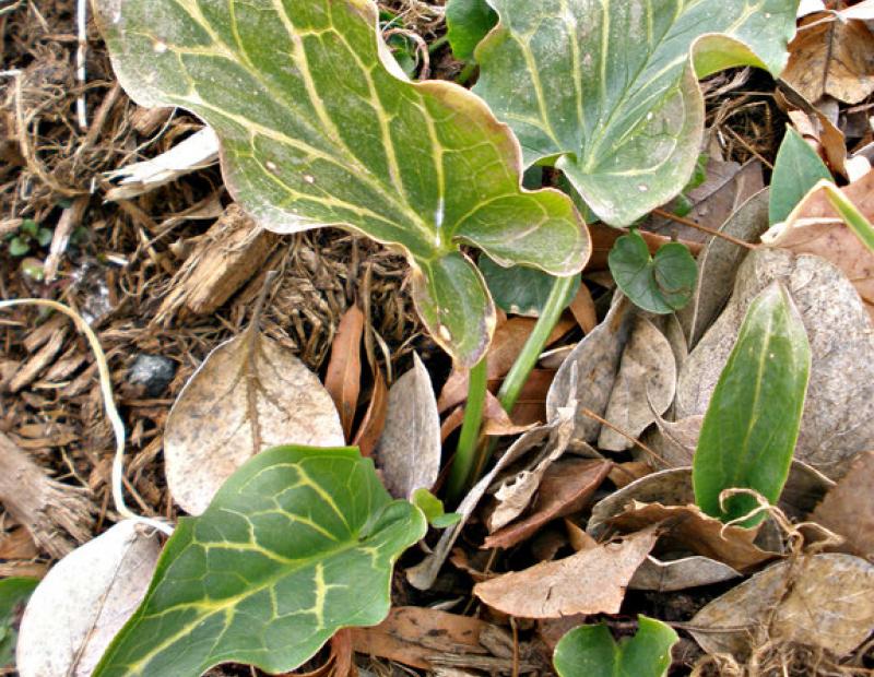 italian arum leaf