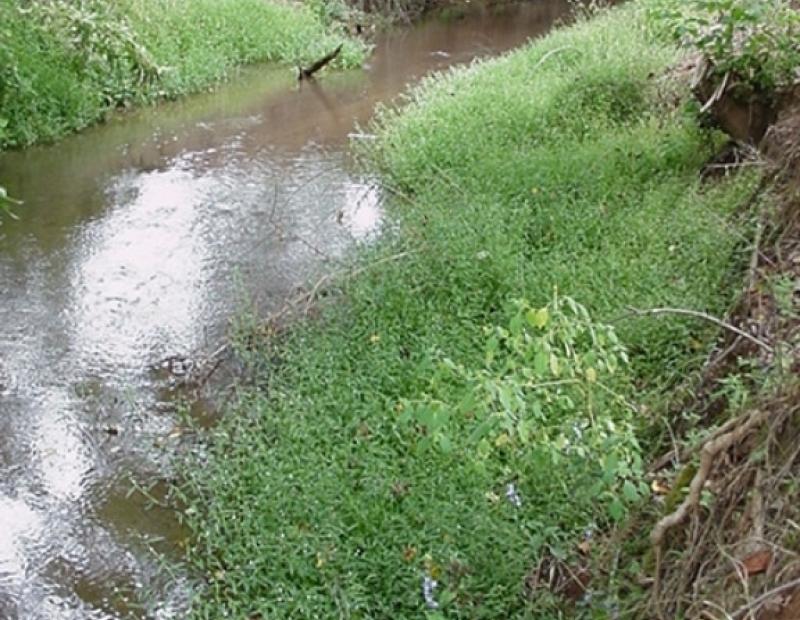 marsh dewflower infestation