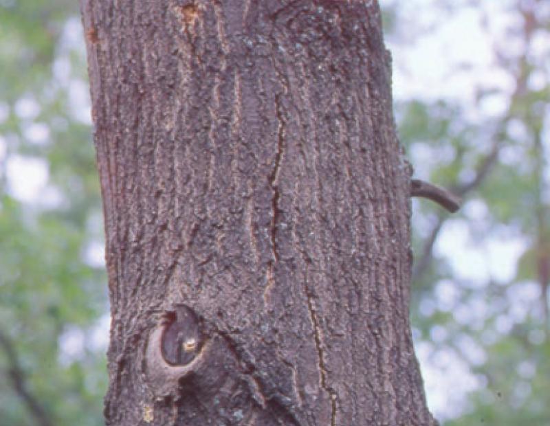 oak wilt bark split