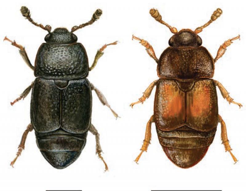 nitidulid beetles 
