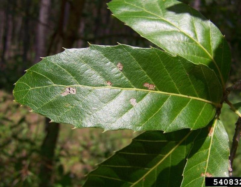 sawtooth oak leaf
