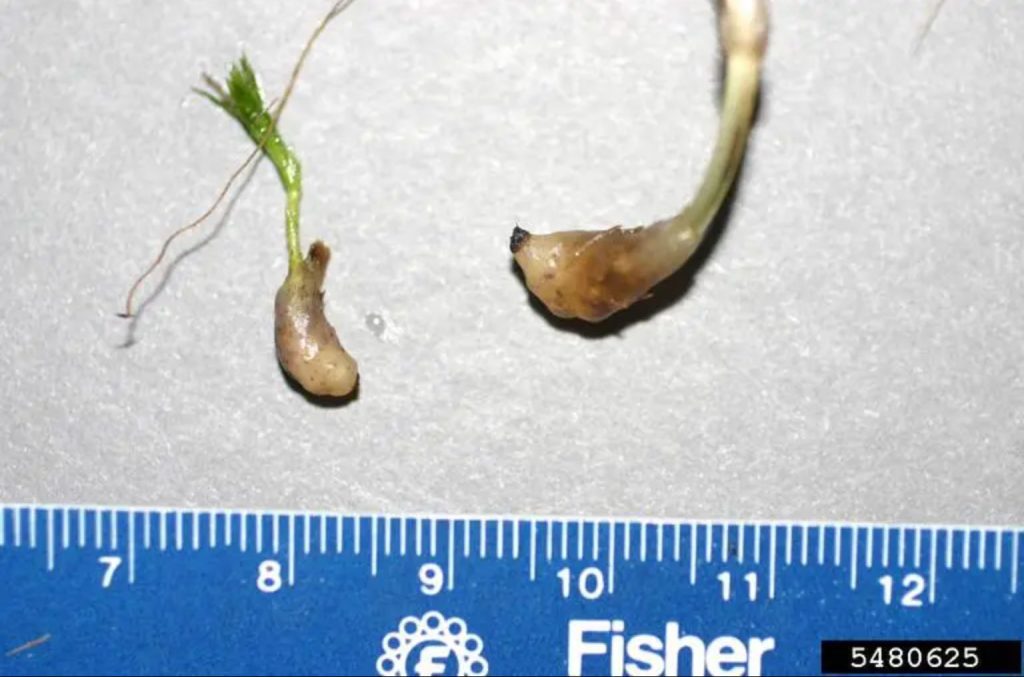 Waterthyme, Hydrilla verticillata (Hydrilla)
