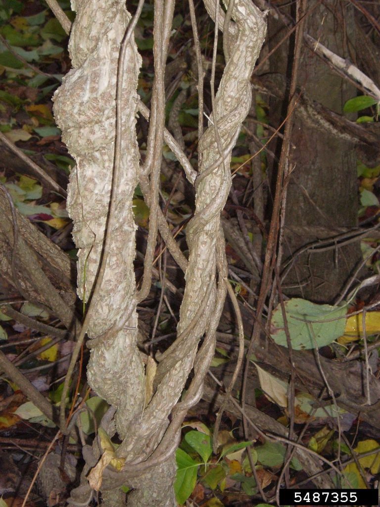 Oriental bittersweet (Celastrus orbiculatus)