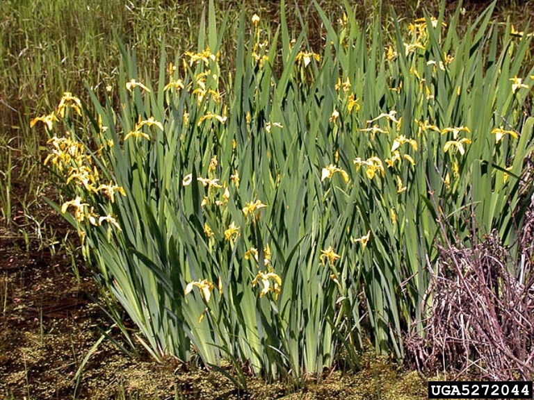 Yellow Iris (Iris pseudacorus)